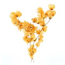 Bougainville Laranja p/ Decoração Bougainville Laranja p/ Decoração