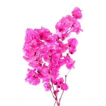 Bougainville Rosa p/ Decoração