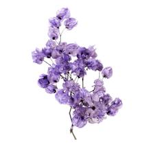 Bougainville Roxo Bougainville Roxo
