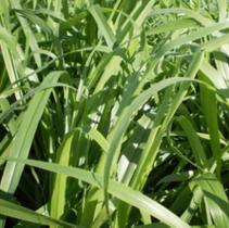 Brac. ruziziensis spv 80 - linha alta pureza Brac. ruziziensis spv 80 - linha alta pureza