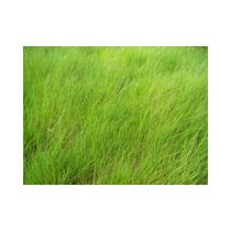 Brachiairia Llanero Incrustada 3kg Sementes
