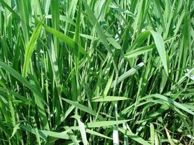 Brachiaria brizantha cv Marandú 20 kg