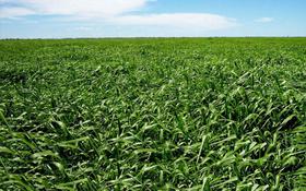 BRACHIARIA BRIZANTHA CV MG5 20 kg