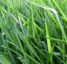 Brachiaria decumbens cv. basilisk s2 incrustar (spv 80) Brachiaria decumbens cv. basilisk s2 incrustar (spv 80)