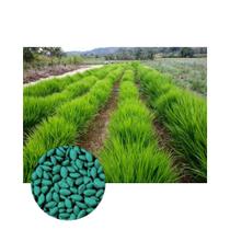 Brachiaria Hibrida Cobra p/ Silagem Gado de Corte 250gr