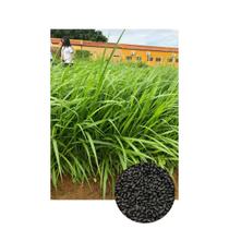 Brachiaria Híbrida cv. Dunamis p/ Gado de corte 20kg