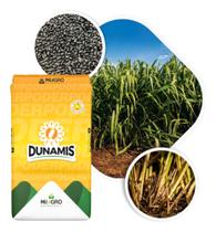 Brachiaria Hibrida Dunamis SAFRA22/23 - 100g de Sementes