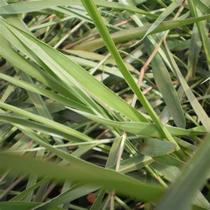 Brachiaria Humidicula Llanero (Dictyoneura) - 5 kg De Sementes
