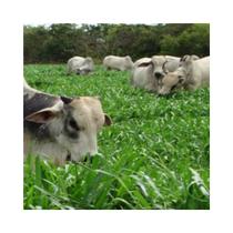 Brachiaria MG-5 - 1kg Sementes Brachiaria MG-5 - 1kg Sementes