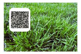 Brachiaria MG13 Brauna VC76 - 3KG de Sementes Incrustadas