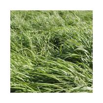 Brachiaria Paiaguas 10kg Sementes Incrustadas - Sementes Brasil