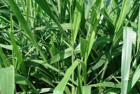 BRACHIARIA RUZIZIENSIS CV 20 kg BRACHIARIA RUZIZIENSIS CV 20 kg