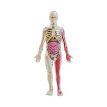 Brilha No Escuro 3D Esqueleto Humano Órgão Anatomia Modelo Kit Brinquedo Científico Educacional Para