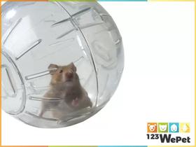 Brinquedo Bola Acrílico Globo para Hamster