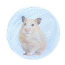 Brinquedo Bola Para Hamster Ramister Globo Acrilico - SAVANA PET