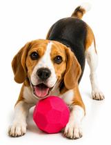 Brinquedo Bola Rocky Ball Stark Pet Rosa Neon 60mm Brinquedo Bola Rocky Ball Stark Pet Rosa Neon 60mm