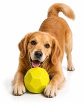 Brinquedo Bola Rocky Ball Stark Pet Verde Neon 60mm Brinquedo Bola Rocky Ball Stark Pet Verde Neon 60mm