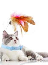Brinquedo Coleira Colar Gato Interativo Com Pena Sino Guizo Pet Animais de Estimação Brincadeira treinamento - Siscom