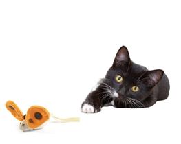 Brinquedo de Gato Borboleta Cat Nip Interativo Pelucia Pet