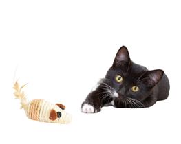 Brinquedo de Gato Ratinho Sisal Pena Interativo Pelucia Pet