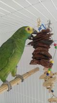 Brinquedo para Papagaio Ring Neck - Pêndulo Casca de Pinus Gigante - Brinquedo para Aves - RockBil Produtos feito á mão