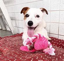 Brinquedo Pelucia Mordedor Caes Flamingo Rosa Grande Pets Cachorro e Gato Samantha