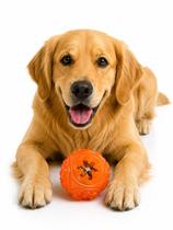 Brinquedo Pet Bola Snack Ball Borracha Petisco Cães Totoys Brinquedo Pet Bola Snack Ball Borracha Petisco Cães Totoys