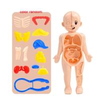 Brinquedos Científicos Para Crianças Modelo De Anatomia Do Corpo Humano Ferramentas De Ensino Médico Brinquedos Científicos Para Crianças Modelo De Anatomia Do Corpo Humano Ferramentas De Ensino Médico