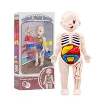 Brinquedos Educacionais De Ciência Montessori Modelo De Anatomia Do Corpo Humano Para Crianças