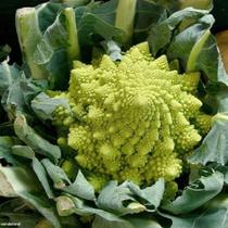 Brocolis Romanesco - 6gr de Sementes