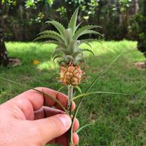 Bromélia Abacaxi Ornamental - Ananas comosus - Planta Tropical Bromélia Abacaxi Ornamental - Ananas comosus - Planta Tropical