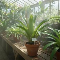 Bromélia Aechmea bromeliifolia - Planta Epífita de 15 cm Bromélia Aechmea bromeliifolia - Planta Epífita de 15 cm