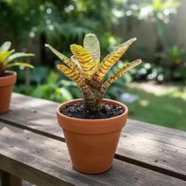 Bromélia Neoregelia Ampullacea - Planta Adultas com Mudas