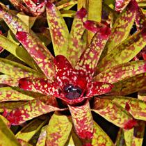 Bromélia Neoregelia Marmorata: Cores Vibrantes- Fácil Cuidar Bromélia Neoregelia Marmorata: Cores Vibrantes- Fácil Cuidar