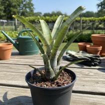 Bromélia Neoregelia Pauciflora - Planta Adulta com Coroa Bromélia Neoregelia Pauciflora - Planta Adulta com Coroa