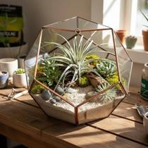 Bromélia Tillandsia Pohliana - Planta Exótica para Decoração