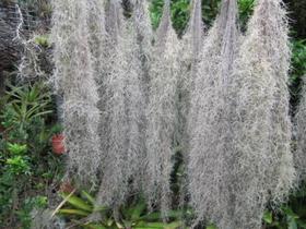 Bromélia Tillandsia Usneoides (Barba-de-Velho) - Norte Americana - Ramo de 20 a 25 gramas