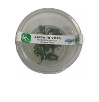 Bucephalandra Sp. Brownie Ghost (in Vitro) Aquaplante