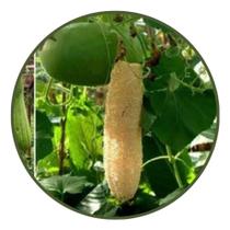 Bucha Bob - Contém 2,5 Semente(s) - topseeds
