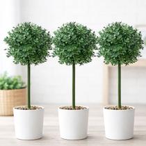 Buchinho Bucho Decoração Planta Artificial De 80cm Kit 3pçs