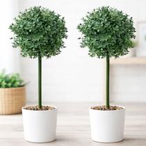 Bucho Buchinho Planta Artificial Decoração De 80cm Kit 2pçs
