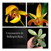 Bulbophyllum Dearei X Lobbii - orquidario df
