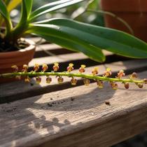 Bulbophyllum Falcatum - Orquídea Exótica e Rara Bulbophyllum Falcatum - Orquídea Exótica e Rara