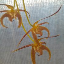Bulbophyllum lobbii (lobby)