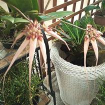 Bulbophyllum louis sander Bulbophyllum louis sander