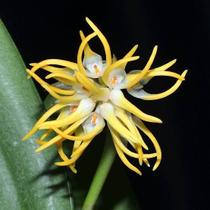 Bulbophyllum Odoratissimum - Orquídea Exótica Perfumada