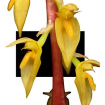 Bulbophyllum Rufinum - ORQUIDARIO DF