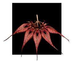 Bulbophyllum Wendlandianum - orquidario DF