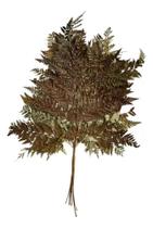 Buque Avenca Avencão Natural Pequena Samambaia Desidratada