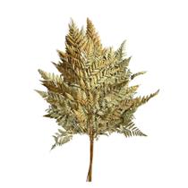 Buque Avenca Avencão Natural Pequena Samambaia Desidratada